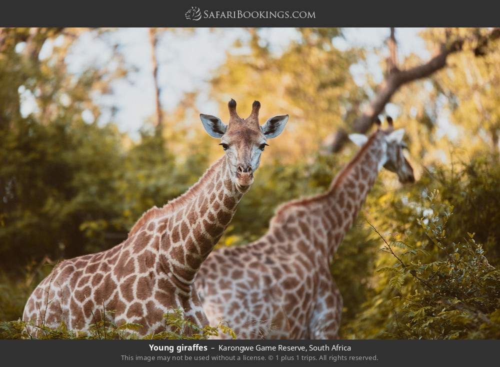 Young giraffes in Karongwe Private Game Reserve, South Africa